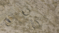 IMGP1587