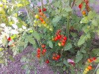 DSCF0099