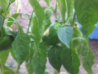 DSCF0104